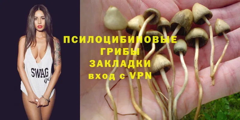 дарк нет состав  Приморск  Галлюциногенные грибы Psilocybe 